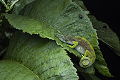 Strange-horned Chameleon (Kinyongia xenorhina) male in situ, Nyakalengija, Rwenzori mountains, Uganda