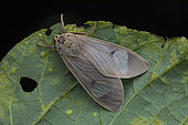 Amerila (Amerila brunnea ssp bipartitoides), Nyakalengija, Rwenzori mountains, Uganda