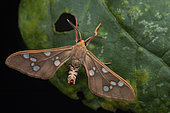 Pseudothyretes moth (Pseudothyretes cf erubescens), Nyakalengija, Rwenzori mountains, Uganda