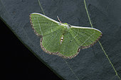 Geometer moth (Comibaena leucospilata), Nyakalengija Rwenzori mountains, Uganda