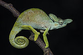 Strange-horned Chameleon (Kinyongia xenorhina) male, Nyakalengija, Rwenzori-mountains, Uganda