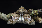 Amblyprora moth (Amblyprora magnifica), Kibale NP, Uganda