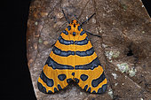 Beautiful Tiger (Amphicallia bellatrix), Kibale NP, Uganda
