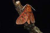 Mecistorhabdia moth (Mecistorhabdia haematoessa), Kkibale NP, Uganda