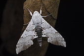 Sphinx (Polyptychus coryndoni), Kibale NP, Uganda