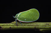 Leafhopper (Flatidae sp) in situ, Kibale NP, Uganda