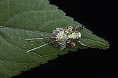 Planthopper (Paropioxys sp) nymph, in situ, Mabira NP, Uganda