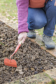 Woman shaping a mound in a small vegetable garden in clay soil before sowing.