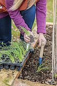 Woman transplanting 'Tokyo Long White' spring onions in a small vegetable garden.