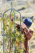 Woman trellising a honeysuckle in late winter on an iron structure.