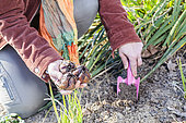 Woman planting royal lilies (Lilium regale) in winter.