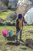 Woman planting a bare-root fruit tree (pear tree) in winter. Preparing the planting hole.
