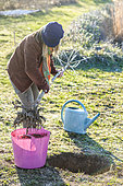Woman planting a bare-root fruit tree (a tall pear tree) in winter. Soaking the roots in praline.