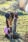 Woman planting a bare-root fruit tree (a tall pear tree) in winter. Pouring the remaining praline into the planting hole.