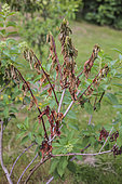 Dieback on Hydrangea paniculata due to Phytophthora ramorum, a parasitic fungus emerging in Europe.