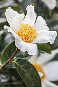 Flower of Camellia granthamiana, an IUCN Red List species. Grown in the Pyrénées Atlantiques, France