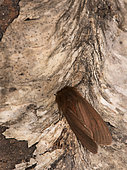 The ruby tiger (Phragmatobia fuliginosa) perched on bark by night, Liguria, Italy