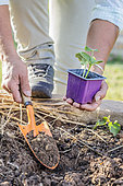 Planting squash seedlings outdoors at the end of the winter.