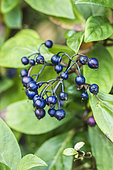 Brilliant blue berries of Dichroa febrifuga (medicinal plant)