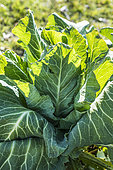 Cabbage 'Filderkraut, ' an old variety with a very large head.