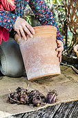 Woman planting potted royal lilies: choice of container, taller than it is wide.