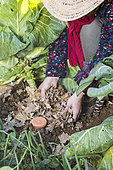 Setting up an oyas, or buried growing jar, in the vegetable garden.
