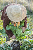 Woman harvesting 'Filderkraut' cabbage, an old variety with a very large head.