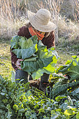 Woman harvesting 'Filderkraut' cabbage, an old variety with a very large head.