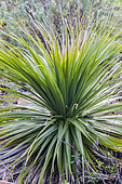 Rosette of Nolina hibernica, aka 'LaSiberica', in a garden. Drought-resistant plant.