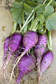 Winter Radish 'Blauer Herbst und Winter' ('Autumn and Winter Blue'), freshly harvested.