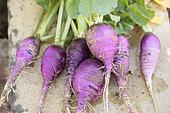 Winter Radish 'Blauer Herbst und Winter' ('Autumn and Winter Blue'), freshly harvested.
