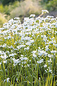 White garlic, Allium neapolitanum, flowers in carpets. Tarn et Garonne, France (cultivated).