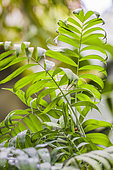 Hardy bamboo palm (Chamaedorea microspadix), grown indoors.