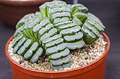 Haworthia truncata in cultivation: the leaves are truncated and, into the wild, most of the plant's body is underground.