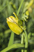Daylily flower attacked by Contarinia quinquenotata: the daylily gall prevents the buds from opening. It contains a large number of larvae.