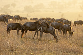 Great migration of Blue Wildebeest (Connochaetes taurinus) in the Serengeti, Tanzania.