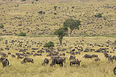 Great migration of Blue Wildebeest (Connochaetes taurinus) in the Serengeti, Tanzania.