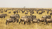 Grande migration des Gnous à queue noire (Connochaetes taurinus) dans le Serengeti, Tanzanie.