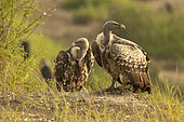 Ruppell's Griffon Vulture (Gyps rueppellii) and African white-backed Vulture (Gyps africanus) by the river, Serengeti, Tanzania