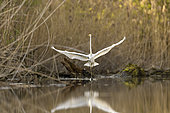 Great Egret (Ardea alba) in the reedbed of the Rhine alluvial forest, Bas-Rhin Alsace, France