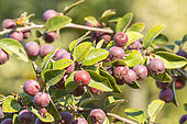 Cotoneaster pseudotryperinus, berries
