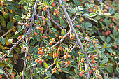 Cotoneaster, Cotoneaster kweitschoviensis, berries