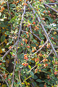 Cotoneaster, Cotoneaster kweitschoviensis, berries