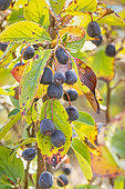 Hedge Cotoneaster, Cotoneaster lucidus, berries