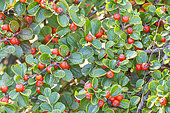 Cotoneaster, Cotoneaster hjelmqvistii, berries