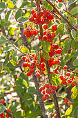 Cotoneaster, Cotoneaster gracilis, berries