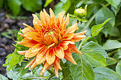 Dahlia 'Deldajor', flower