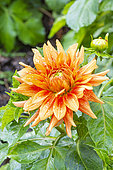 Dahlia 'Deldajor', flower