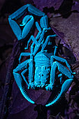Scorpion (Tityus sp.) - Yasuni National Park, Ecuador.