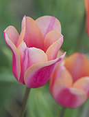 Tulipa Candy Kisses